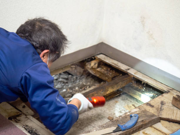 Best Black Mold Remediation in Rice, MN