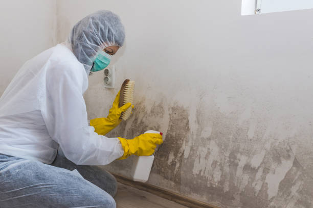 Trusted Rice, MN Mold Remediation Experts