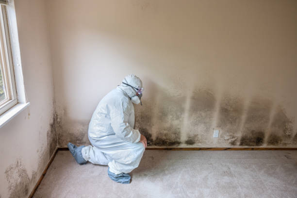 Best Basement Mold Remediation in Rice, MN