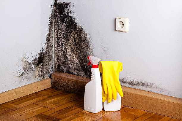 Best Emergency Mold Remediation in Rice, MN