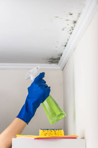 Best Attic Mold Remediation in Rice, MN